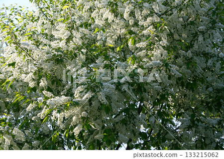 Prunus padus is a deciduous Rosaceae tree with white fragrant raceme flowers, serrated oval leaves, and dark drupes, commonly found in moist Korean woodland. Photographed in Korea. Prunus padus is a deciduous Rosaceae tree with white fragrant raceme flowers, serrated oval leaves, and dark drupes, commonly found in moist Korean woodland. Photographed in Korea. 133215062