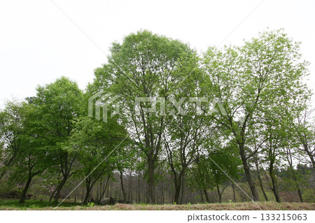 Prunus padus is a deciduous Rosaceae tree with white fragrant raceme flowers, serrated oval leaves, and dark drupes, commonly found in moist Korean woodland. Photographed in Korea. 133215063