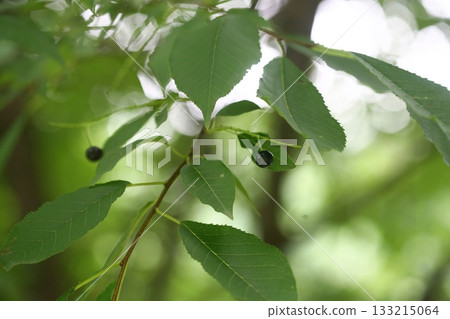 Prunus padus is a deciduous Rosaceae tree with white fragrant raceme flowers, serrated oval leaves, and dark drupes, commonly found in moist Korean woodland. Photographed in Korea. Prunus padus is a deciduous Rosaceae tree with white fragrant raceme flowers, serrated oval leaves, and dark drupes, commonly found in moist Korean woodland. Photographed in Korea. 133215064
