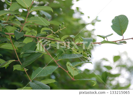 Prunus padus is a deciduous Rosaceae tree with white fragrant raceme flowers, serrated oval leaves, and dark drupes, commonly found in moist Korean woodland. Photographed in Korea. 133215065