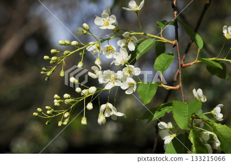 Prunus padus is a deciduous Rosaceae tree with white fragrant raceme flowers, serrated oval leaves, and dark drupes, commonly found in moist Korean woodland. Photographed in Korea. Prunus padus is a deciduous Rosaceae tree with white fragrant raceme flowers, serrated oval leaves, and dark drupes, commonly found in moist Korean woodland. Photographed in Korea. 133215066