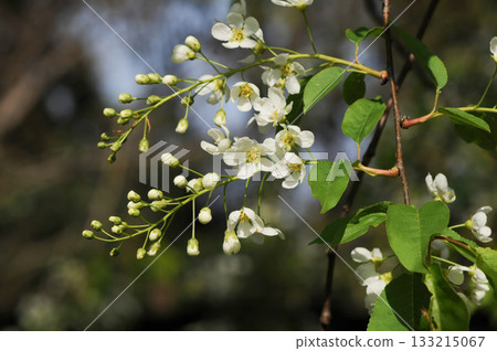 Prunus padus is a deciduous Rosaceae tree with white fragrant raceme flowers, serrated oval leaves, and dark drupes, commonly found in moist Korean woodland. Photographed in Korea. Prunus padus is a deciduous Rosaceae tree with white fragrant raceme flowers, serrated oval leaves, and dark drupes, commonly found in moist Korean woodland. Photographed in Korea. 133215067