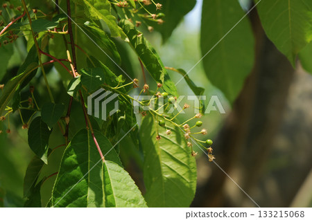 Prunus padus is a deciduous Rosaceae tree with white fragrant raceme flowers, serrated oval leaves, and dark drupes, commonly found in moist Korean woodland. Photographed in Korea. 133215068