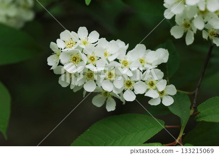 Prunus padus is a deciduous Rosaceae tree with white fragrant raceme flowers, serrated oval leaves, and dark drupes, commonly found in moist Korean woodland. Photographed in Korea. Prunus padus is a deciduous Rosaceae tree with white fragrant raceme flowers, serrated oval leaves, and dark drupes, commonly found in moist Korean woodland. Photographed in Korea. 133215069