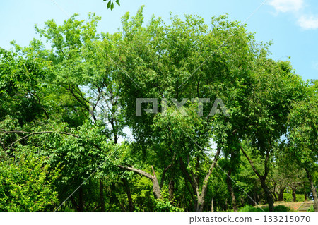 Prunus padus is a deciduous Rosaceae tree with white fragrant raceme flowers, serrated oval leaves, and dark drupes, commonly found in moist Korean woodland. Photographed in Korea. 133215070