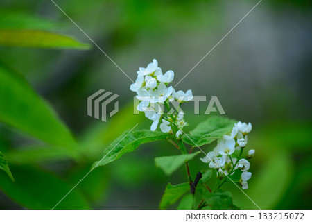 Prunus padus is a deciduous Rosaceae tree with white fragrant raceme flowers, serrated oval leaves, and dark drupes, commonly found in moist Korean woodland. Photographed in Korea. Prunus padus is a deciduous Rosaceae tree with white fragrant raceme flowers, serrated oval leaves, and dark drupes, commonly found in moist Korean woodland. Photographed in Korea. 133215072