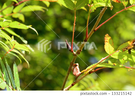 Sorbus commixta is a deciduous Rosaceae tree with pinnate serrated leaflets, white summer flowers, and red autumn berries, commonly found in Korean mountain forests. Photographed in Korea. Sorbus commixta is a deciduous Rosaceae tree with pinnate serrated leaflets, white summer flowers, and red autumn berries, commonly found in Korean mountain forests. Photographed in Korea. 133215142