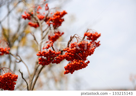 Sorbus commixta is a deciduous Rosaceae tree with pinnate serrated leaflets, white summer flowers, and red autumn berries, commonly found in Korean mountain forests. Photographed in Korea. Sorbus commixta is a deciduous Rosaceae tree with pinnate serrated leaflets, white summer flowers, and red autumn berries, commonly found in Korean mountain forests. Photographed in Korea. 133215143