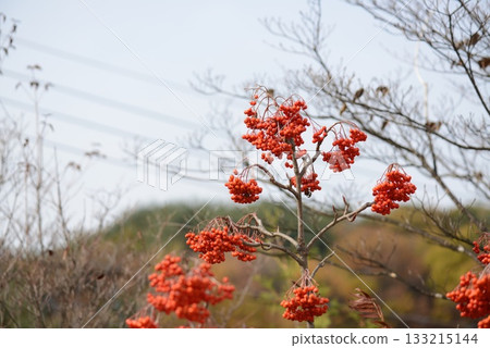 Sorbus commixta is a deciduous Rosaceae tree with pinnate serrated leaflets, white summer flowers, and red autumn berries, commonly found in Korean mountain forests. Photographed in Korea. Sorbus commixta is a deciduous Rosaceae tree with pinnate serrated leaflets, white summer flowers, and red autumn berries, commonly found in Korean mountain forests. Photographed in Korea. 133215144
