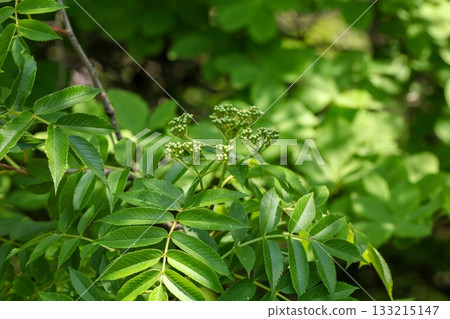 Sorbus commixta is a deciduous Rosaceae tree with pinnate serrated leaflets, white summer flowers, and red autumn berries, commonly found in Korean mountain forests. Photographed in Korea. 133215147