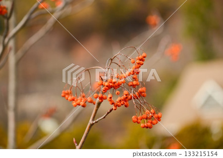 Sorbus commixta is a deciduous Rosaceae tree with pinnate serrated leaflets, white summer flowers, and red autumn berries, commonly found in Korean mountain forests. Photographed in Korea. 133215154