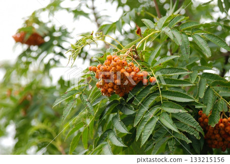 Sorbus commixta is a deciduous Rosaceae tree with pinnate serrated leaflets, white summer flowers, and red autumn berries, commonly found in Korean mountain forests. Photographed in Korea. Sorbus commixta is a deciduous Rosaceae tree with pinnate serrated leaflets, white summer flowers, and red autumn berries, commonly found in Korean mountain forests. Photographed in Korea. 133215156