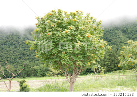 Sorbus commixta is a deciduous Rosaceae tree with pinnate serrated leaflets, white summer flowers, and red autumn berries, commonly found in Korean mountain forests. Photographed in Korea. Sorbus commixta is a deciduous Rosaceae tree with pinnate serrated leaflets, white summer flowers, and red autumn berries, commonly found in Korean mountain forests. Photographed in Korea. 133215158