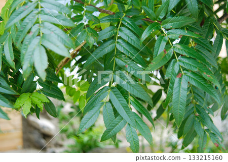Sorbus commixta is a deciduous Rosaceae tree with pinnate serrated leaflets, white summer flowers, and red autumn berries, commonly found in Korean mountain forests. Photographed in Korea. 133215160
