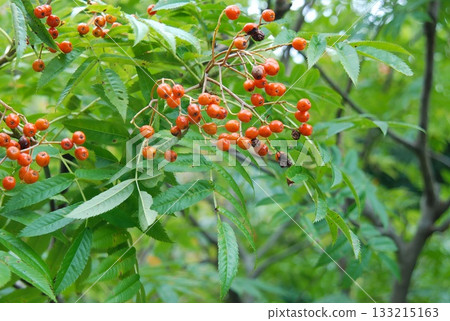 Sorbus commixta is a deciduous Rosaceae tree with pinnate serrated leaflets, white summer flowers, and red autumn berries, commonly found in Korean mountain forests. Photographed in Korea. 133215163