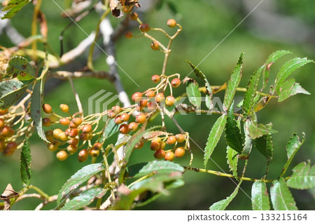 Sorbus commixta is a deciduous Rosaceae tree with pinnate serrated leaflets, white summer flowers, and red autumn berries, commonly found in Korean mountain forests. Photographed in Korea. 133215164