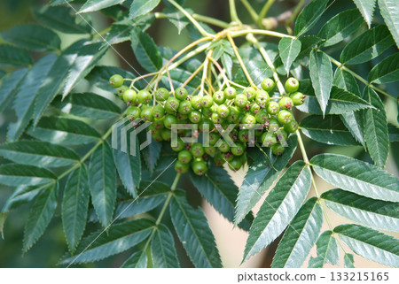 Sorbus commixta is a deciduous Rosaceae tree with pinnate serrated leaflets, white summer flowers, and red autumn berries, commonly found in Korean mountain forests. Photographed in Korea. Sorbus commixta is a deciduous Rosaceae tree with pinnate serrated leaflets, white summer flowers, and red autumn berries, commonly found in Korean mountain forests. Photographed in Korea. 133215165