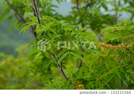 Sorbus commixta is a deciduous Rosaceae tree with pinnate serrated leaflets, white summer flowers, and red autumn berries, commonly found in Korean mountain forests. Photographed in Korea. 133215168