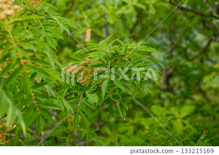 Sorbus commixta is a deciduous Rosaceae tree with pinnate serrated leaflets, white summer flowers, and red autumn berries, commonly found in Korean mountain forests. Photographed in Korea. Sorbus commixta is a deciduous Rosaceae tree with pinnate serrated leaflets, white summer flowers, and red autumn berries, commonly found in Korean mountain forests. Photographed in Korea. 133215169