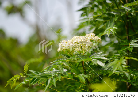 Sorbus commixta is a deciduous Rosaceae tree with pinnate serrated leaflets, white summer flowers, and red autumn berries, commonly found in Korean mountain forests. Photographed in Korea. 133215170
