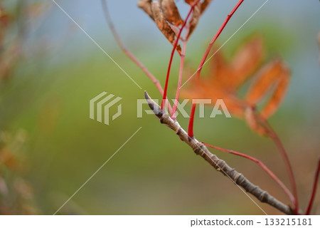 Sorbus commixta is a deciduous Rosaceae tree with pinnate serrated leaflets, white summer flowers, and red autumn berries, commonly found in Korean mountain forests. Photographed in Korea. 133215181
