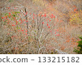 Sorbus commixta is a deciduous Rosaceae tree with pinnate serrated leaflets, white summer flowers, and red autumn berries, commonly found in Korean mountain forests. Photographed in Korea. 133215182