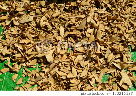 Sorbus commixta is a deciduous Rosaceae tree with pinnate serrated leaflets, white summer flowers, and red autumn berries, commonly found in Korean mountain forests. Photographed in Korea. Sorbus commixta is a deciduous Rosaceae tree with pinnate serrated leaflets, white summer flowers, and red autumn berries, commonly found in Korean mountain forests. Photographed in Korea. 133215187