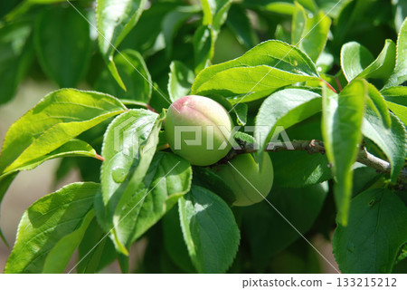 Prunus mume is a deciduous Rosaceae tree known for its fragrant blossoms that bloom before the leaves, producing plum fruits in early summer. Photographed in Korea. 133215212
