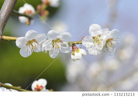 Prunus mume is a deciduous Rosaceae tree known for its fragrant blossoms that bloom before the leaves, producing plum fruits in early summer. Photographed in Korea. 133215213