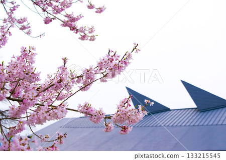 Background material of a Japanese modern landscape featuring spring cherry blossoms and distinctive roofs 133215545