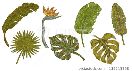 set of tropical leaves 133215598