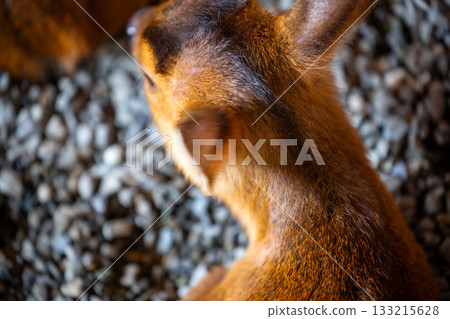 Get up close to the adorable sika deer at the zoo 133215628