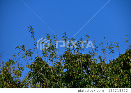 Grass and trees with the blue sky background. Clear Sky. Nature scene, nature background. 133215822