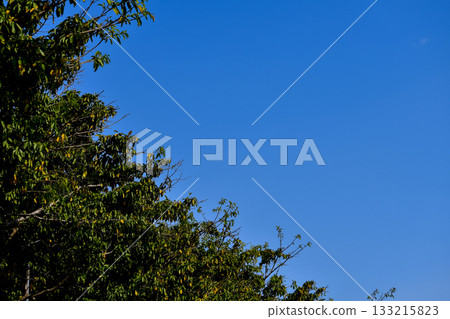 Grass and trees with the blue sky background. Clear Sky. Nature scene, nature background. 133215823