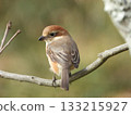 Brown Shrike, a young bird perched on a branch 133215927