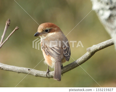 Brown Shrike, a young bird perched on a branch Brown Shrike, a young bird perched on a branch 133215927