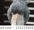 Shoebill Close-up, The Shoebill's impressive face 133215928