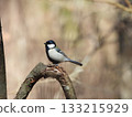 Great Tit on Branch, a great tit perched on a dead tree 133215929