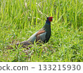 Japanese Pheasant, the national bird standing in the green grass 133215930