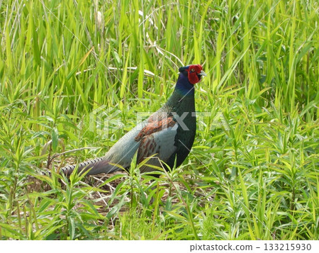 Japanese Pheasant, the national bird standing in the green grass Japanese Pheasant, the national bird standing in the green grass 133215930