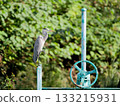 Grey Heron, standing on the handle of a lock gate 133215931