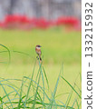 Common Stonechat, perched on the tip of a grass 133215932