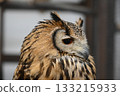 Eurasian Eagle-Owl, Profile of an Eurasian Eagle-Owl looking in the direction of the camera 133215933