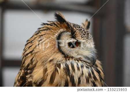 歐亞雕鴞，一隻歐亞雕鴞的側面照，它正看向鏡頭方向。 133215933