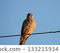 Eurasian Kestrel, perched on a power line 133215934