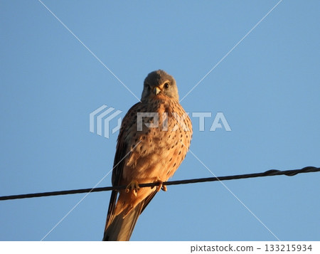 Eurasian Kestrel, perched on a power line 133215934