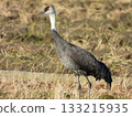 Hooded Crane, a white-naped crane standing in the dead grass 133215935
