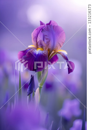 beautiful picture with purple iris flower against pale purple background.  Ai generated 133216373