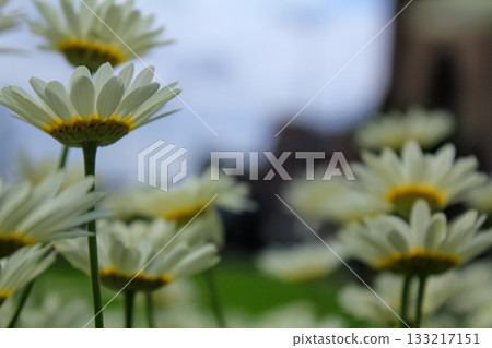 The low angle view of the common daisies . Close-up of the view of common daisies in the garden. White wild flowers. Rural and nature scene. 133217151