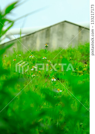 Bidens alba in the rural. Wild white flowers in the rural. Nature scene. 133217173